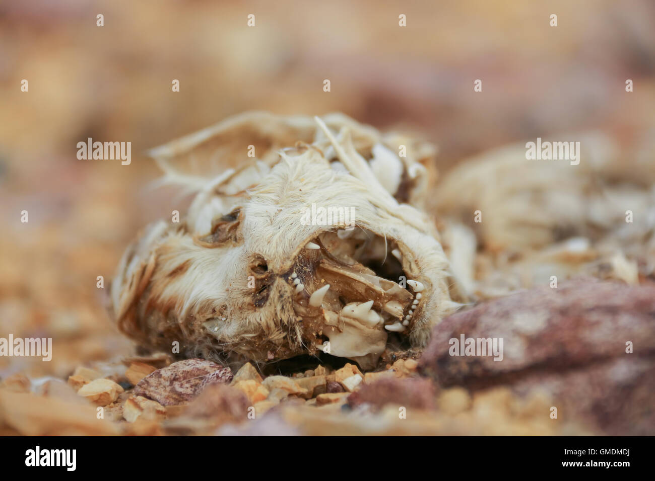 Rotting carcasses of animals that bone dry. Stock Photo