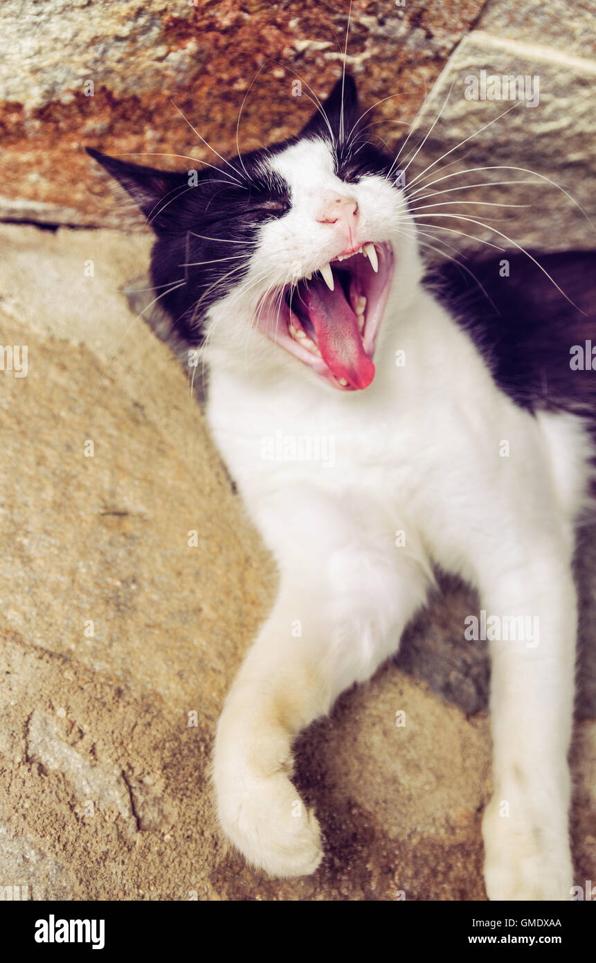 Pointy ears cat hires stock photography and images Alamy