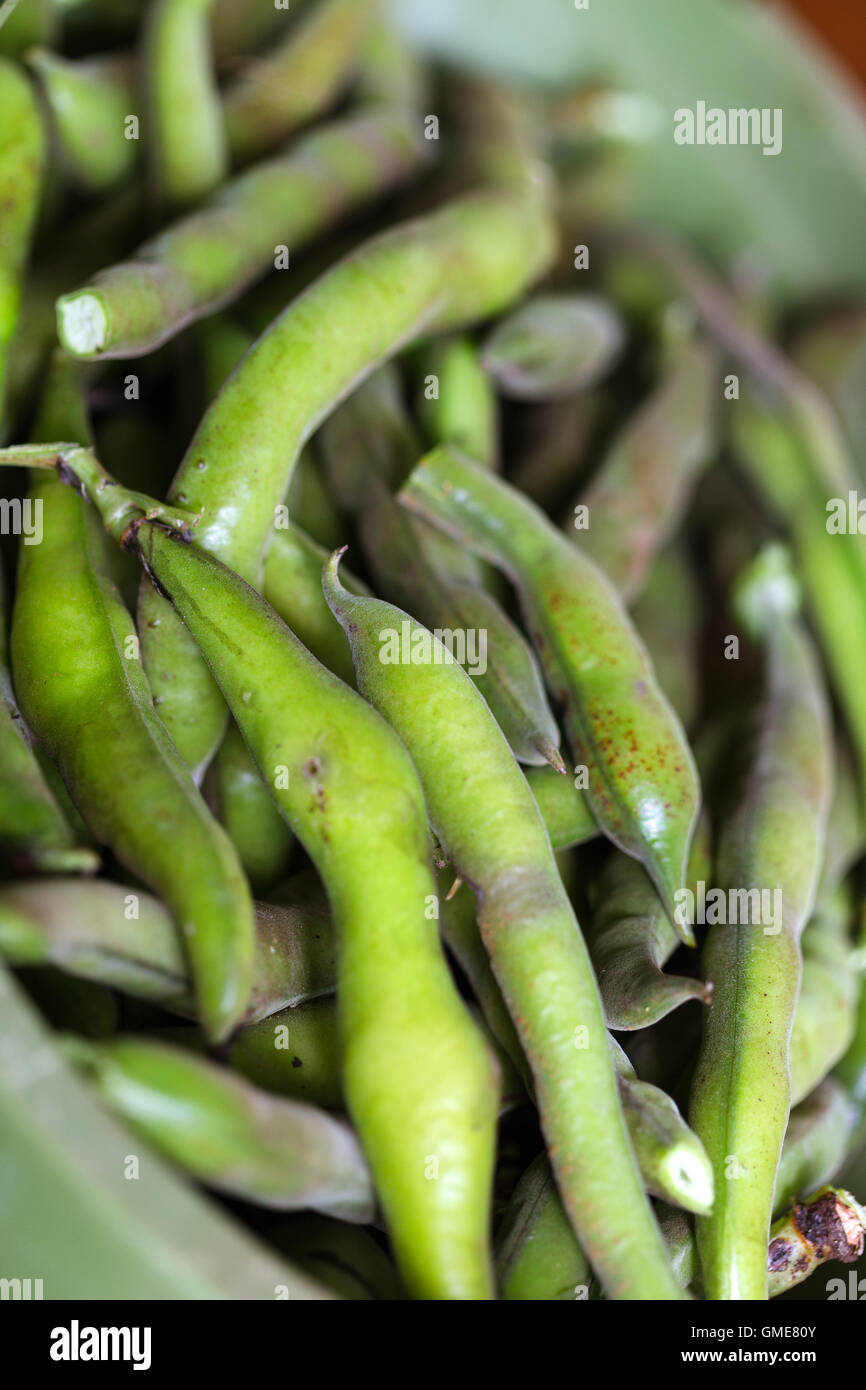 Harvested homegrown  whole foods green beans England UK Stock Photo