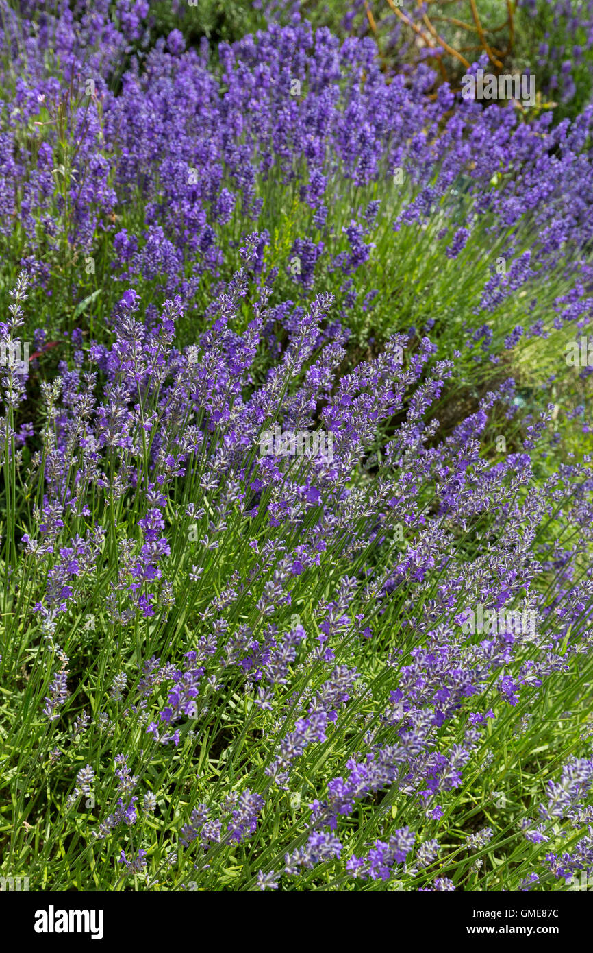 lavender flower bed  growing in summer. England UK Stock Photo