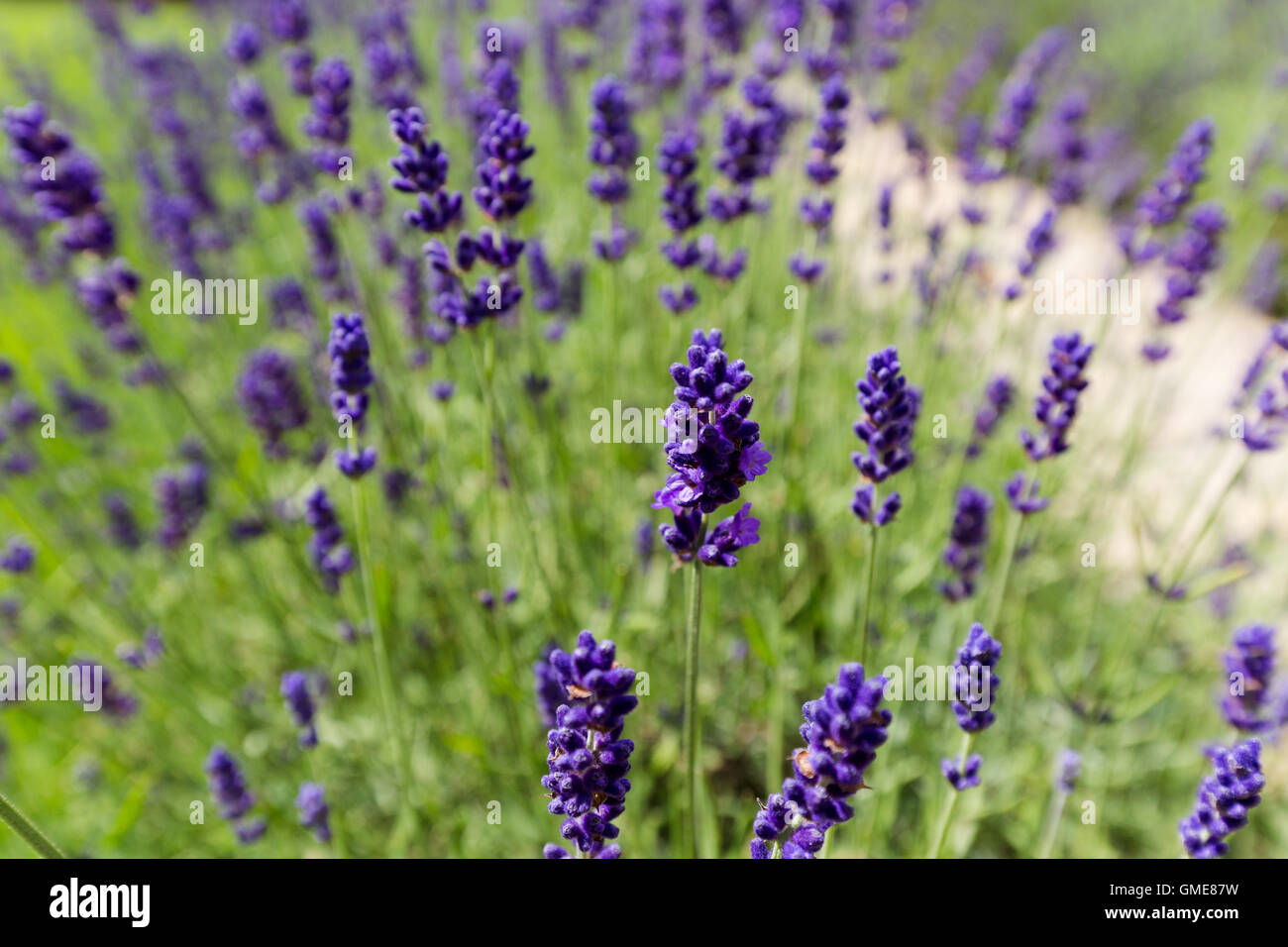 lavender flower bed growing in summer. England UK Stock Photo Alamy