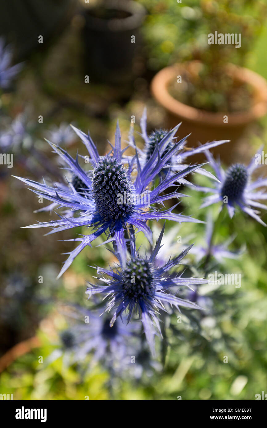 Eryngium alpinum eryngium alpinum High Resolution Stock Photography and
