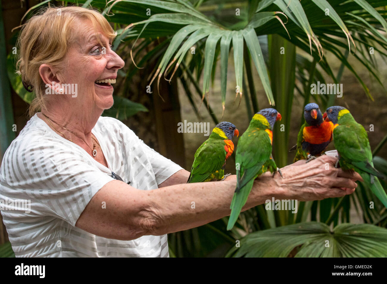 Woman feeding tame rainbow lorikeets / Swainson's Lorikeet - colourful parrots native to Australia - by hand in zoo Stock Photo