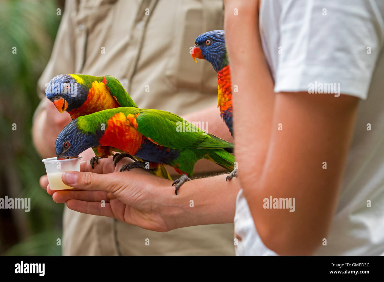 Visitor feeding tame rainbow lorikeets / Swainson's Lorikeet - colourful parrots native to Australia - by hand in zoo Stock Photo