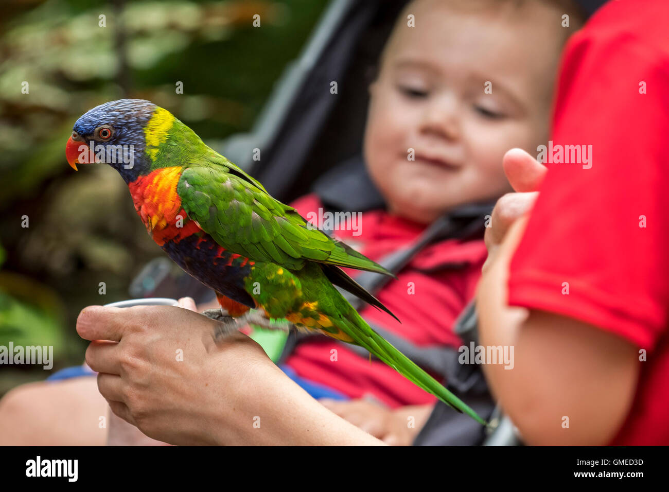 Baby looking at tame rainbow lorikeet / Swainson's Lorikeet - colourful parrot native to Australia - being fed by hand in zoo Stock Photo