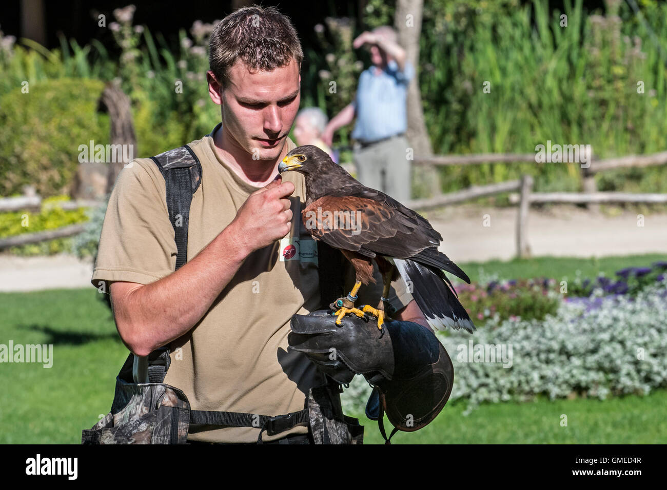 Harris's hawk (Parabuteo unicinctus) sitting on falconer's gloved hand at bird of prey show Stock Photo