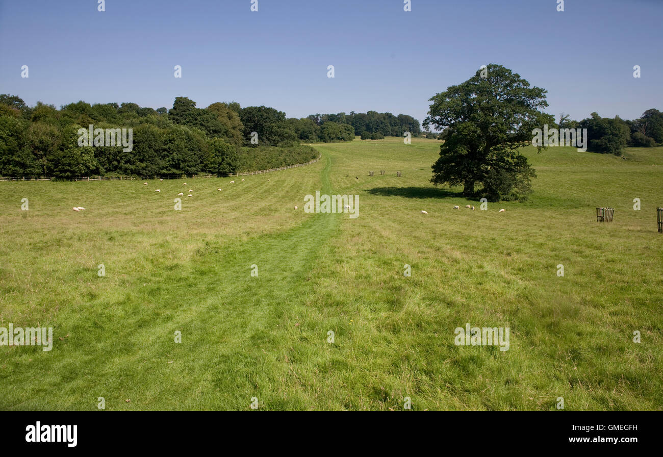 Grass track through grazing land on Dinefwr park estate Stock Photo