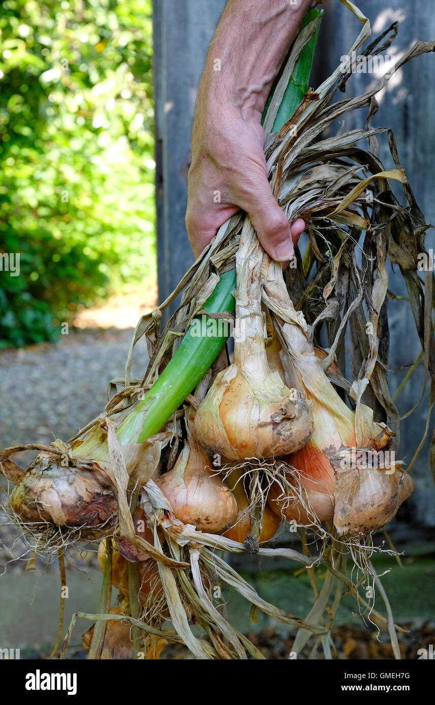 mature male gardener holding bunch of onions Stock Photo