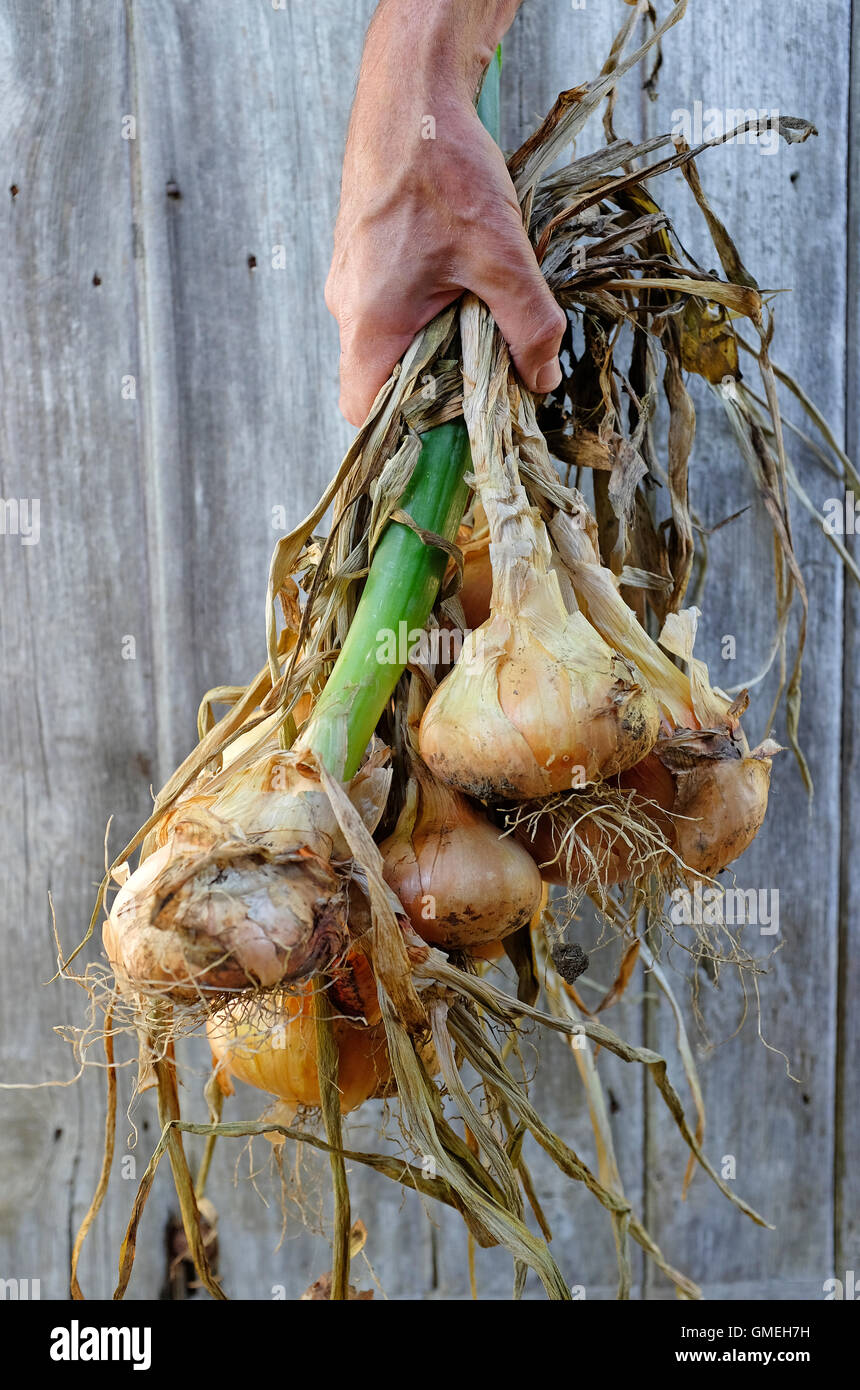 Mature onions hi-res stock photography and images - Alamy