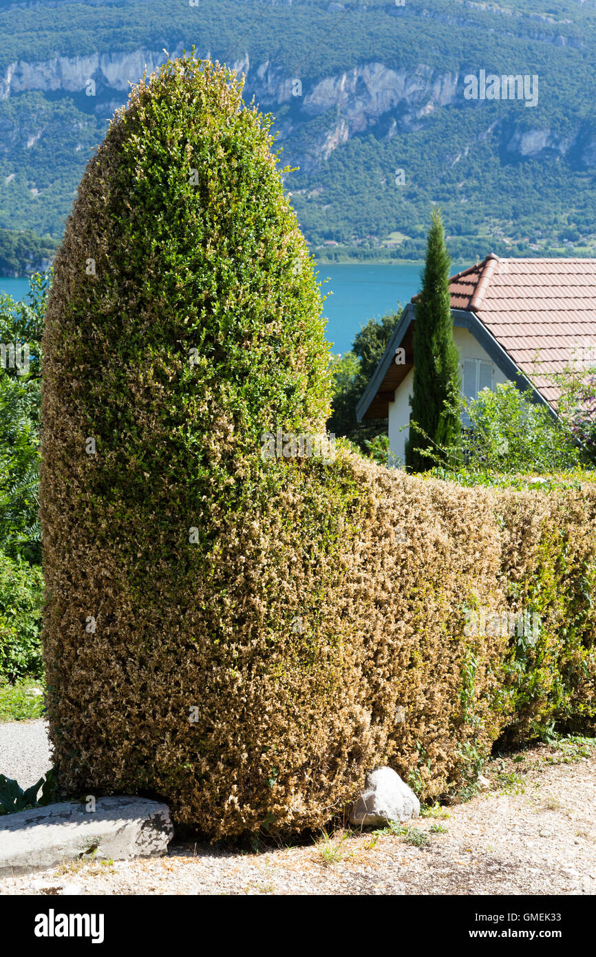 Dying Box trees (Buxus) tree / topiary damaged and probably killed by