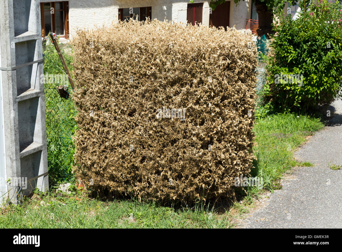 Dying Box trees (Buxus) tree / topiary damaged and probably killed by