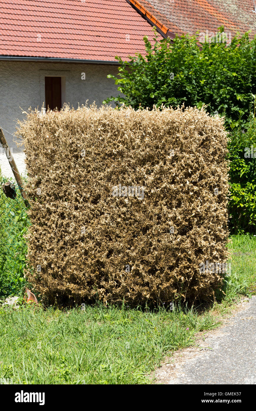 Dying Box trees (Buxus) tree / topiary damaged and probably killed by the Box tree moth caterpillar, Cydalima perspectalis. Stock Photo