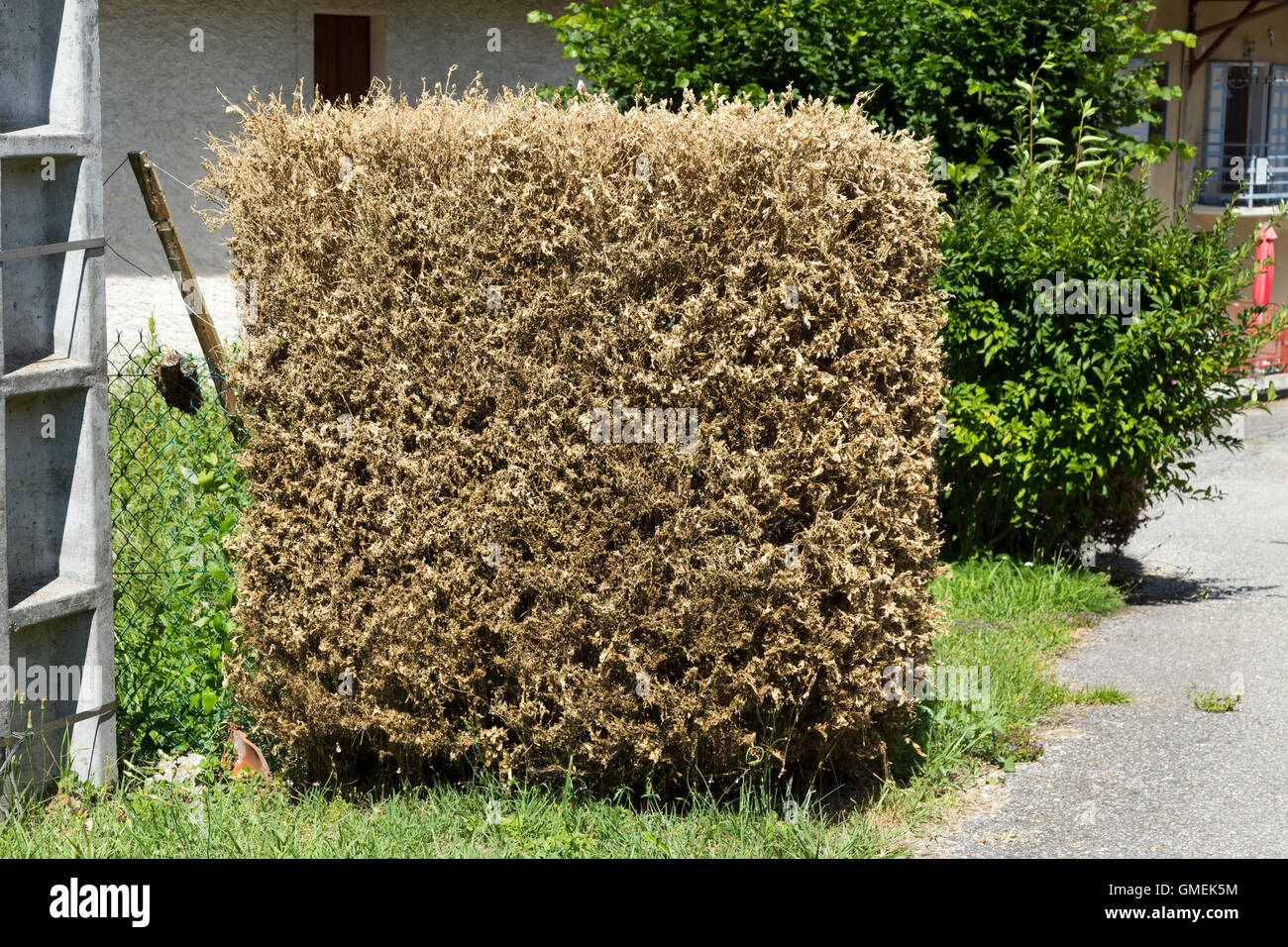 Dying Box trees (Buxus) tree / topiary damaged and probably killed by