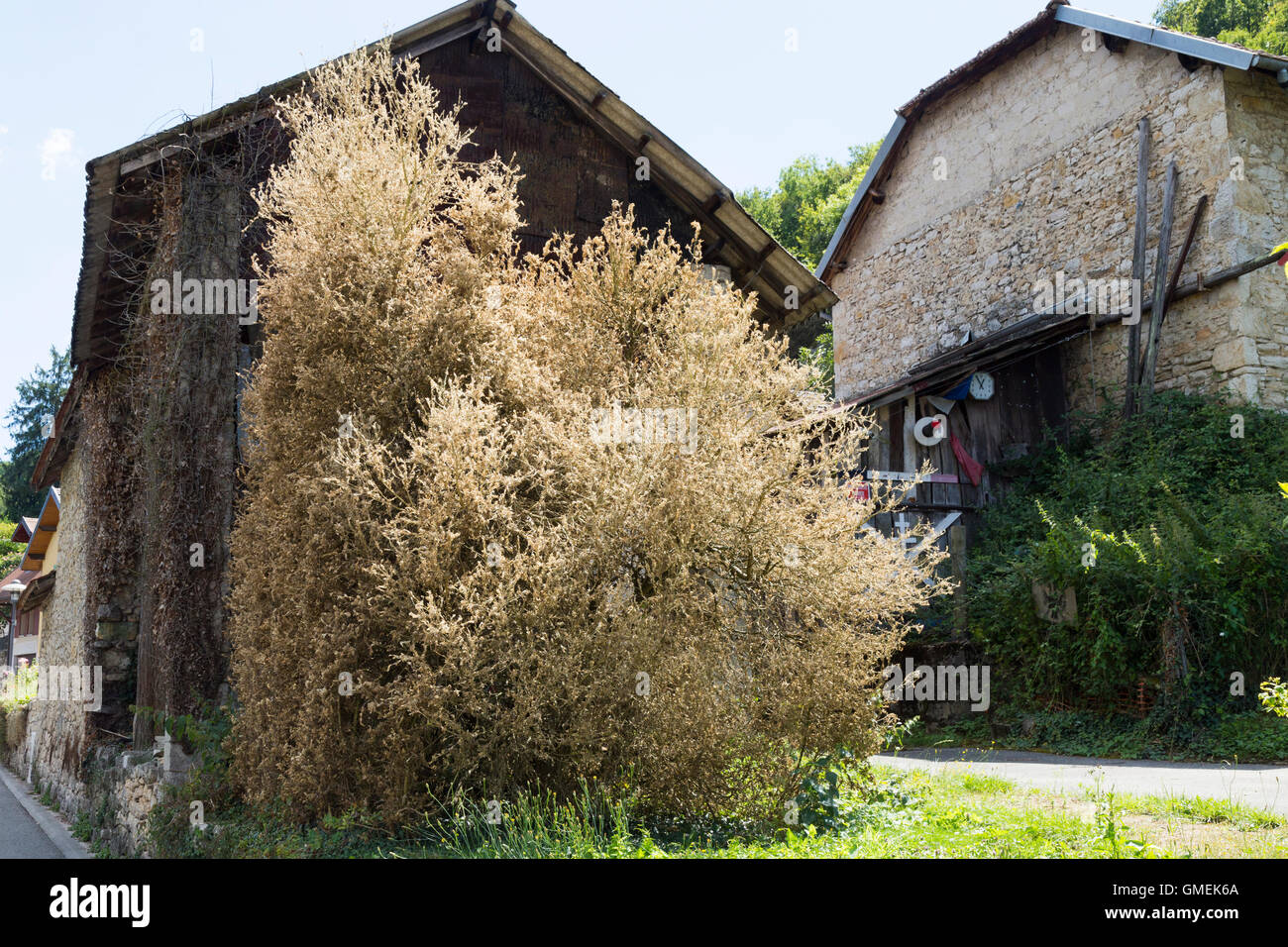 Dying Box trees (Buxus) tree / topiary damaged and probably killed by ...