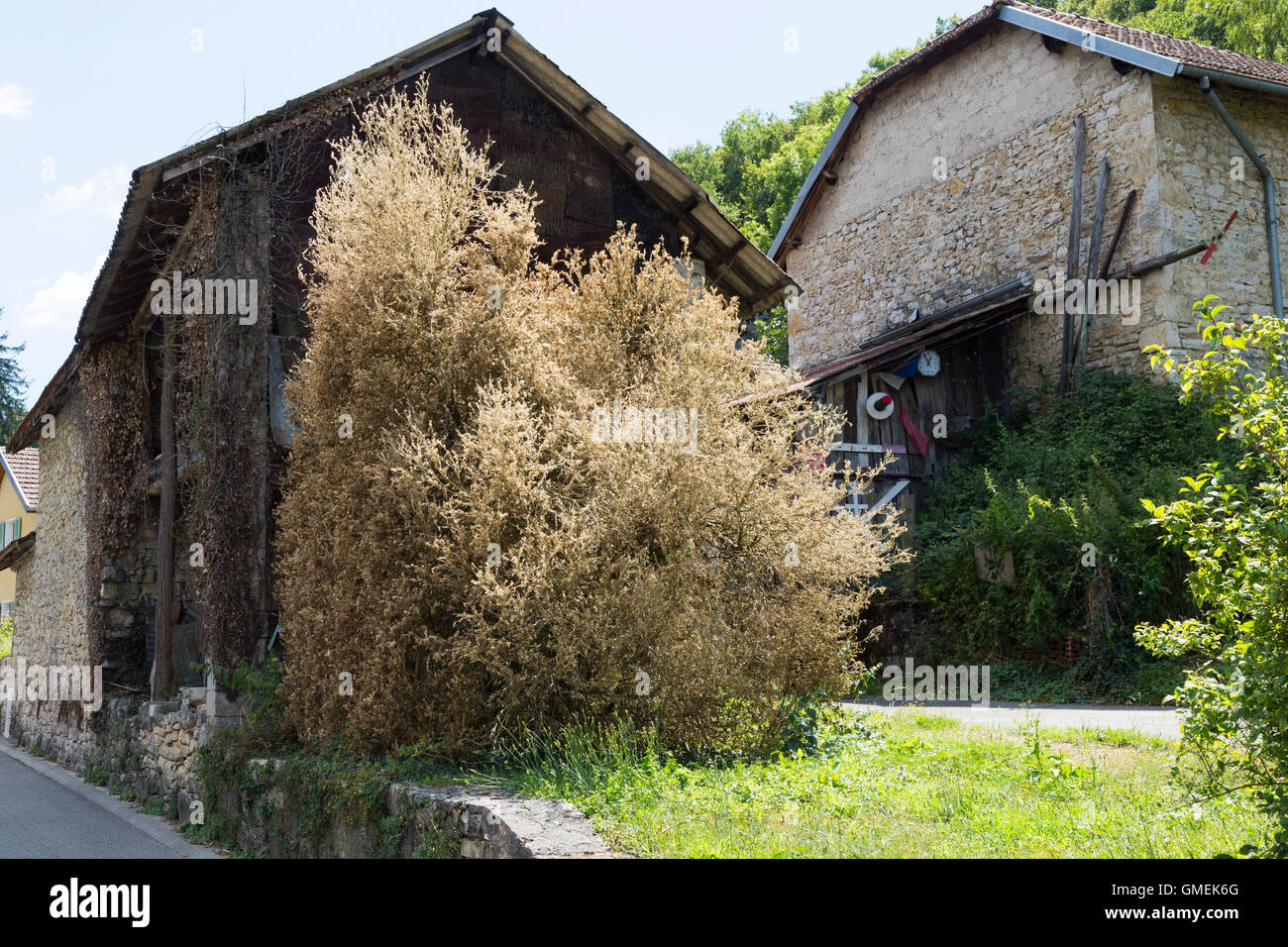 Dying Box trees (Buxus) tree / topiary damaged and probably killed by ...