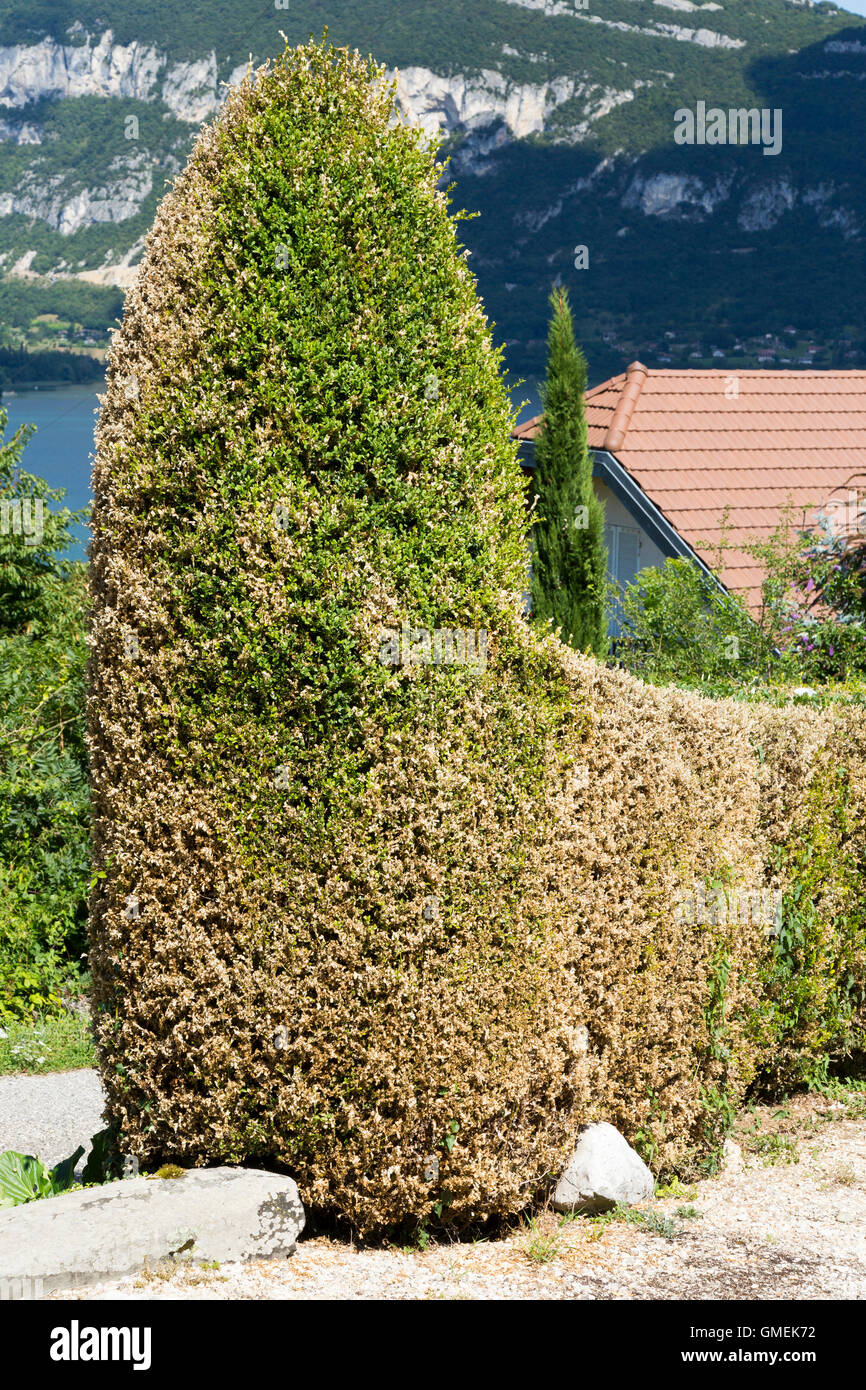 Dying Box trees (Buxus) tree / topiary damaged and probably killed by
