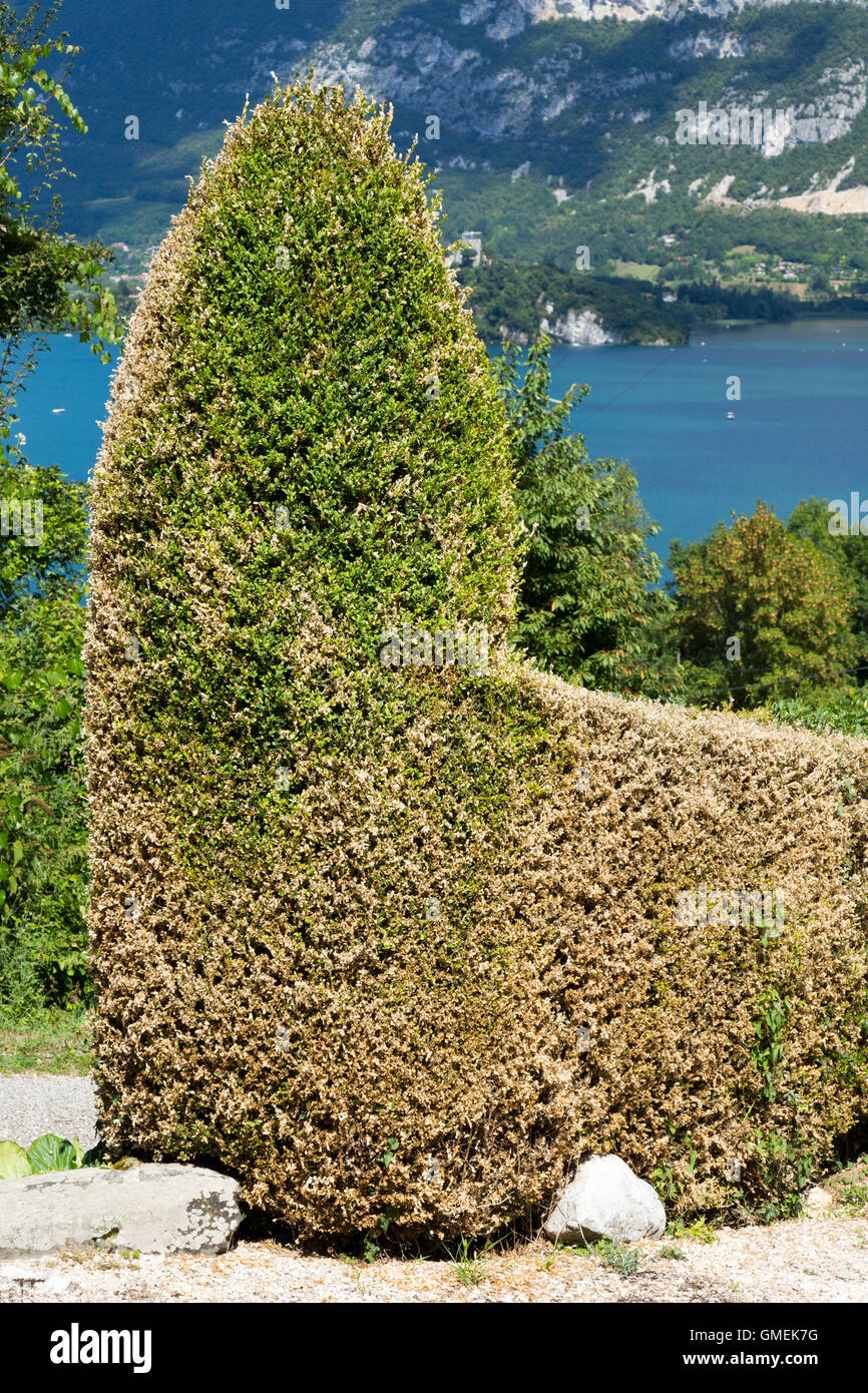 Dying Box trees (Buxus) tree / topiary damaged and probably killed by ...