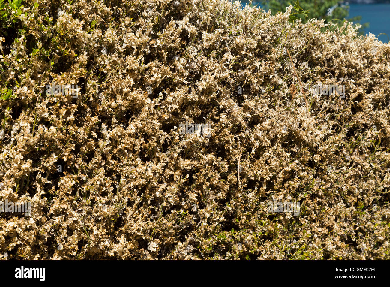 Dying Box trees (Buxus) tree / topiary damaged and probably killed by