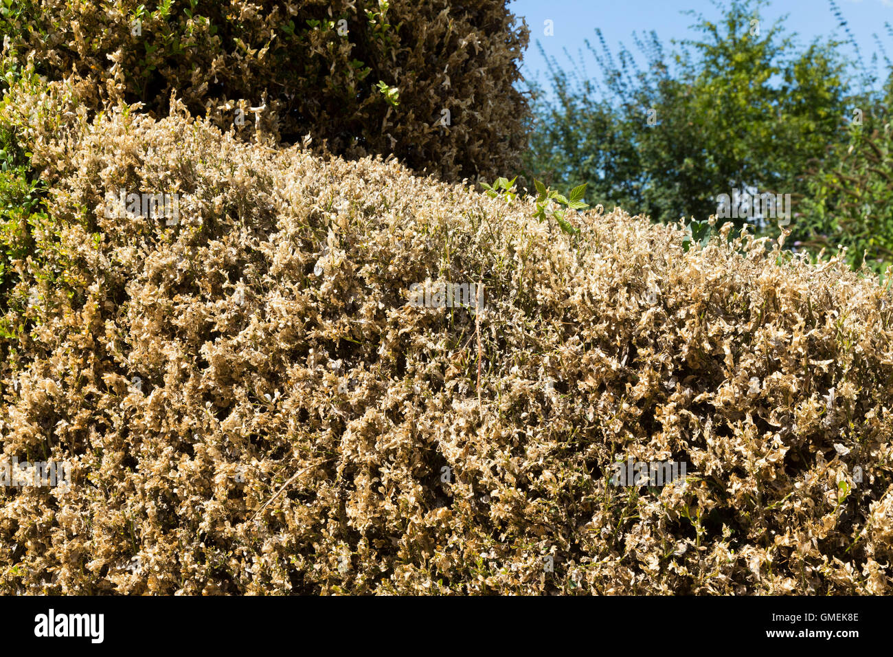 Dying Box trees (Buxus) tree / topiary damaged and probably killed by