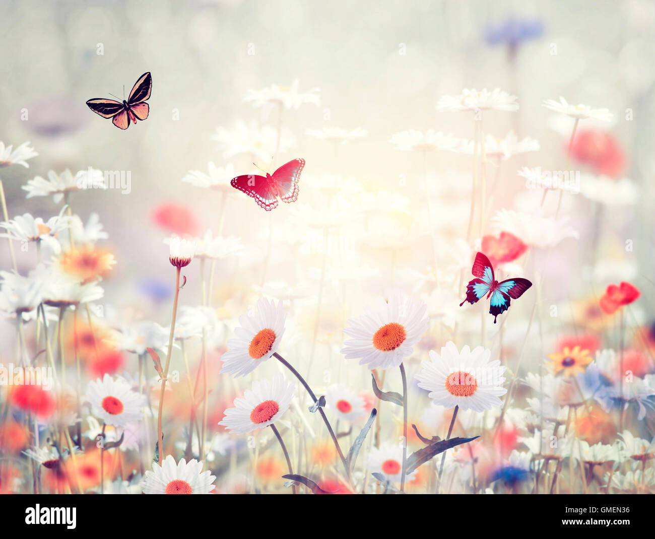 Meadow wild flowers sunset hi-res stock photography and images - Alamy