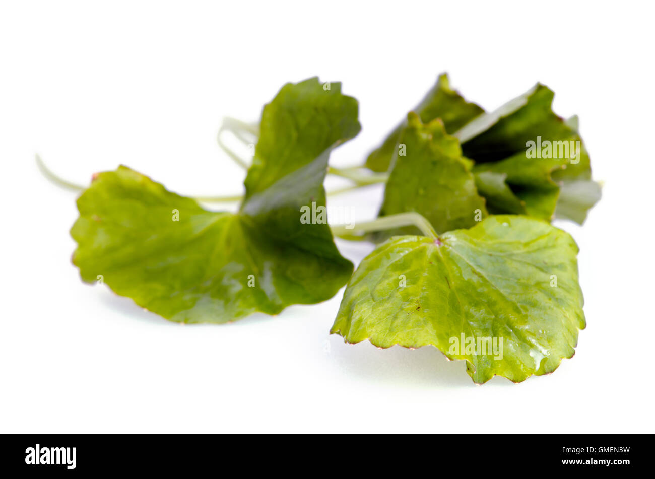 Centella asiatica (Also called as Asiatic Pennywort, Centella asiatica (Linn.) Urban, gotu, kola, ayuvera, Thankuni in Indian, B Stock Photo