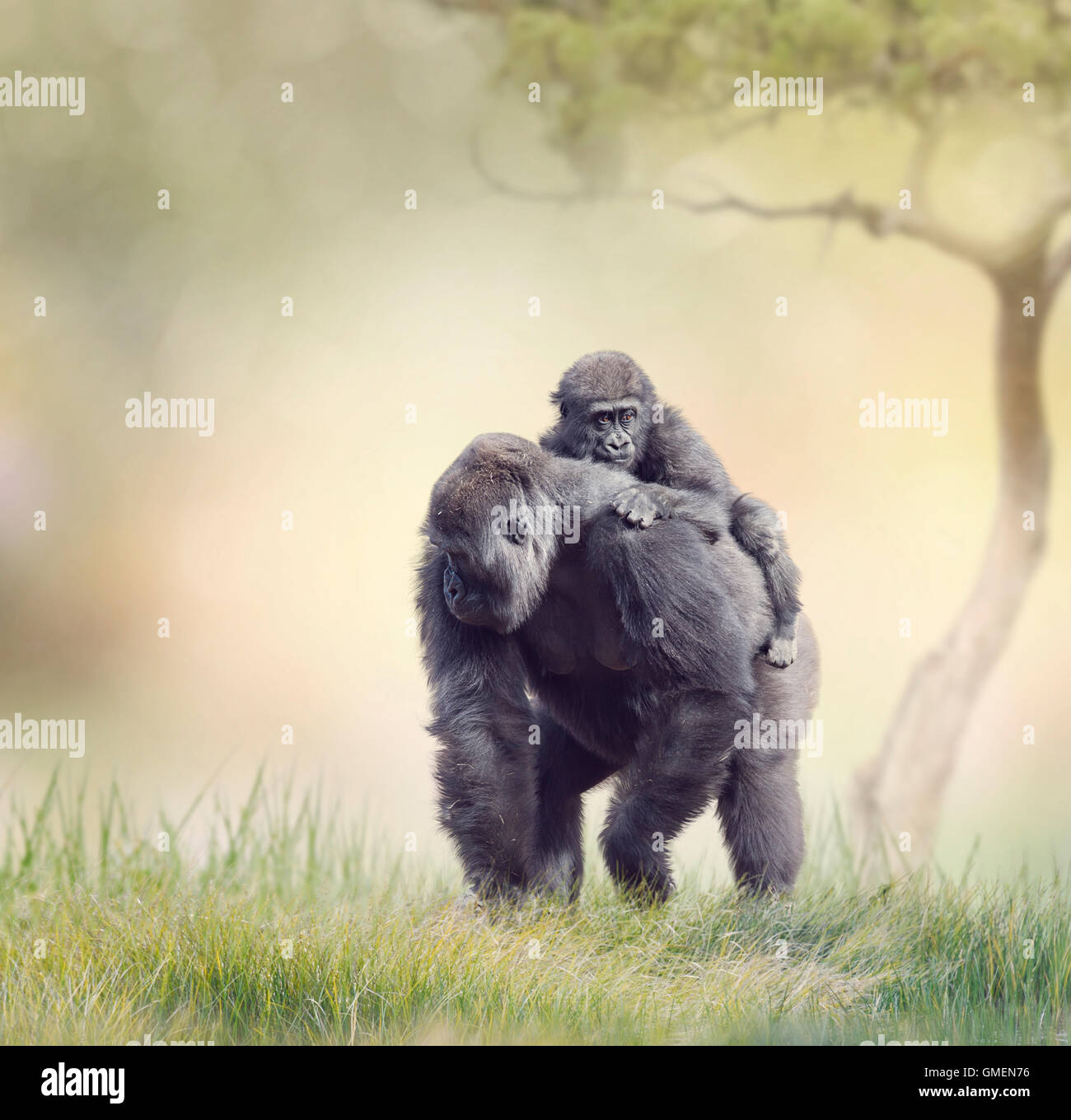 Large gorilla hires stock photography and images Alamy