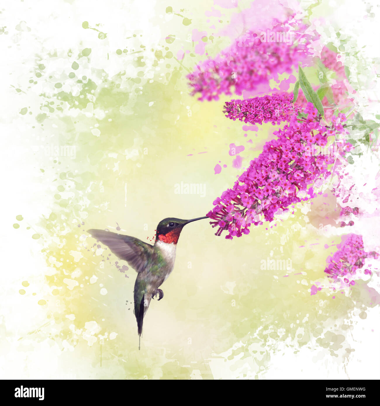 Digital painting of Ruby Throated Hummingbird and Butterfly bush Stock Photo