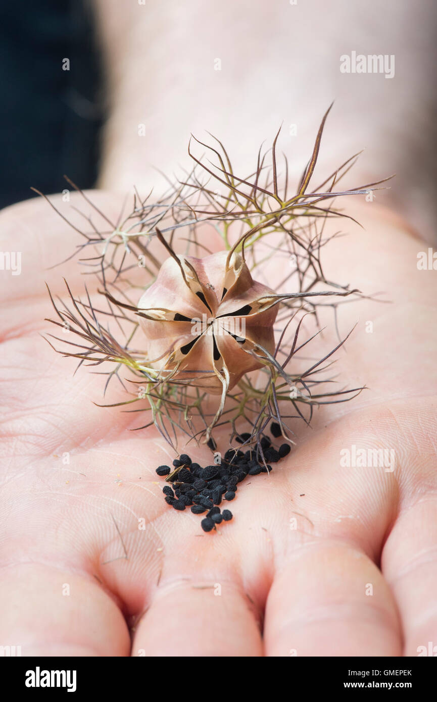 Nigella hispanica.  Love-in-a-mist dried seed pod and seeds in a hand Stock Photo
