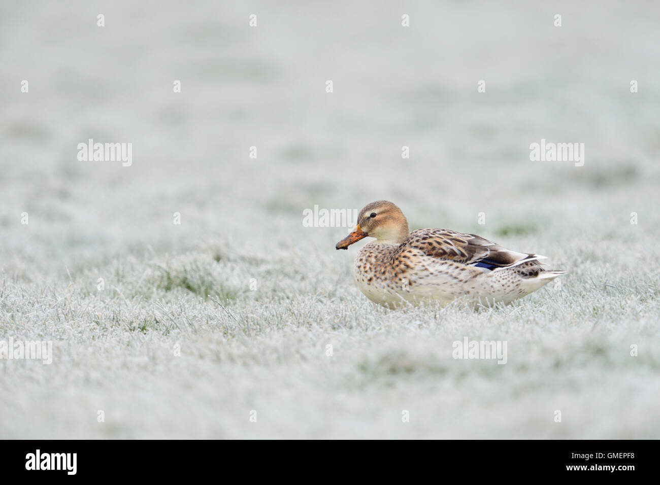 Pale Mallard / Wild Duck / Stockente ( Anas platyrhynchos ) resting on hoar frost covered grassland. Stock Photo