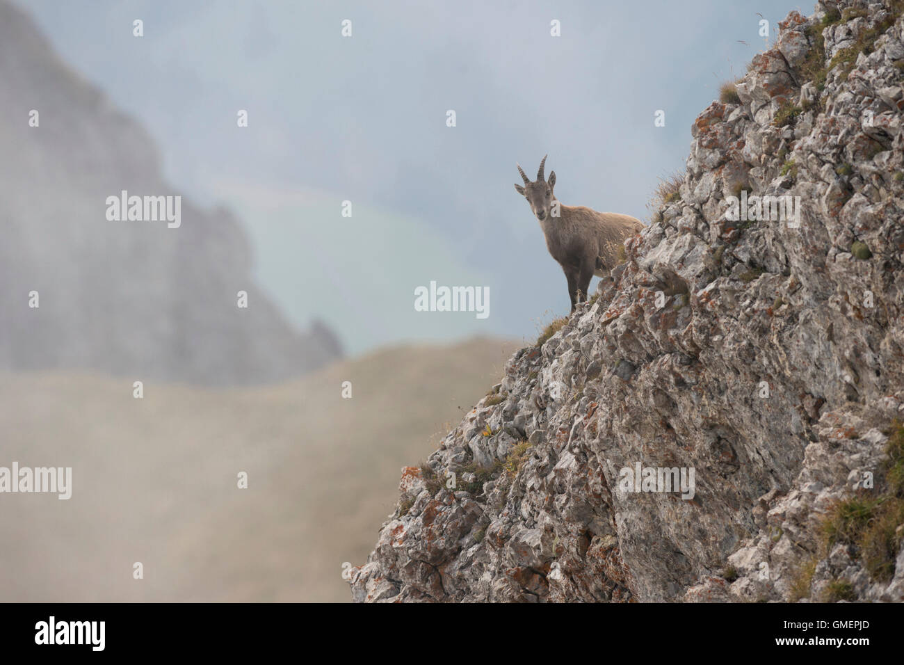 Alpine Ibex / Steinbock / Alpensteinbock ( Capra ibex ), female animal, standing on a steep cliff in high mountains range. Stock Photo