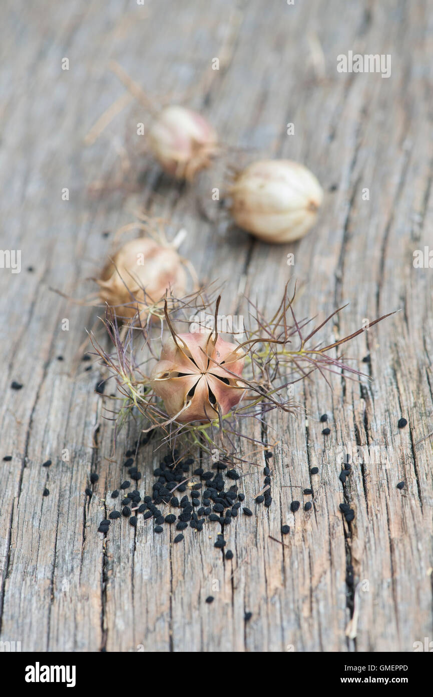 Nigella hispanica.  Love-in-a-mist dried seed pods and seeds on wood Stock Photo