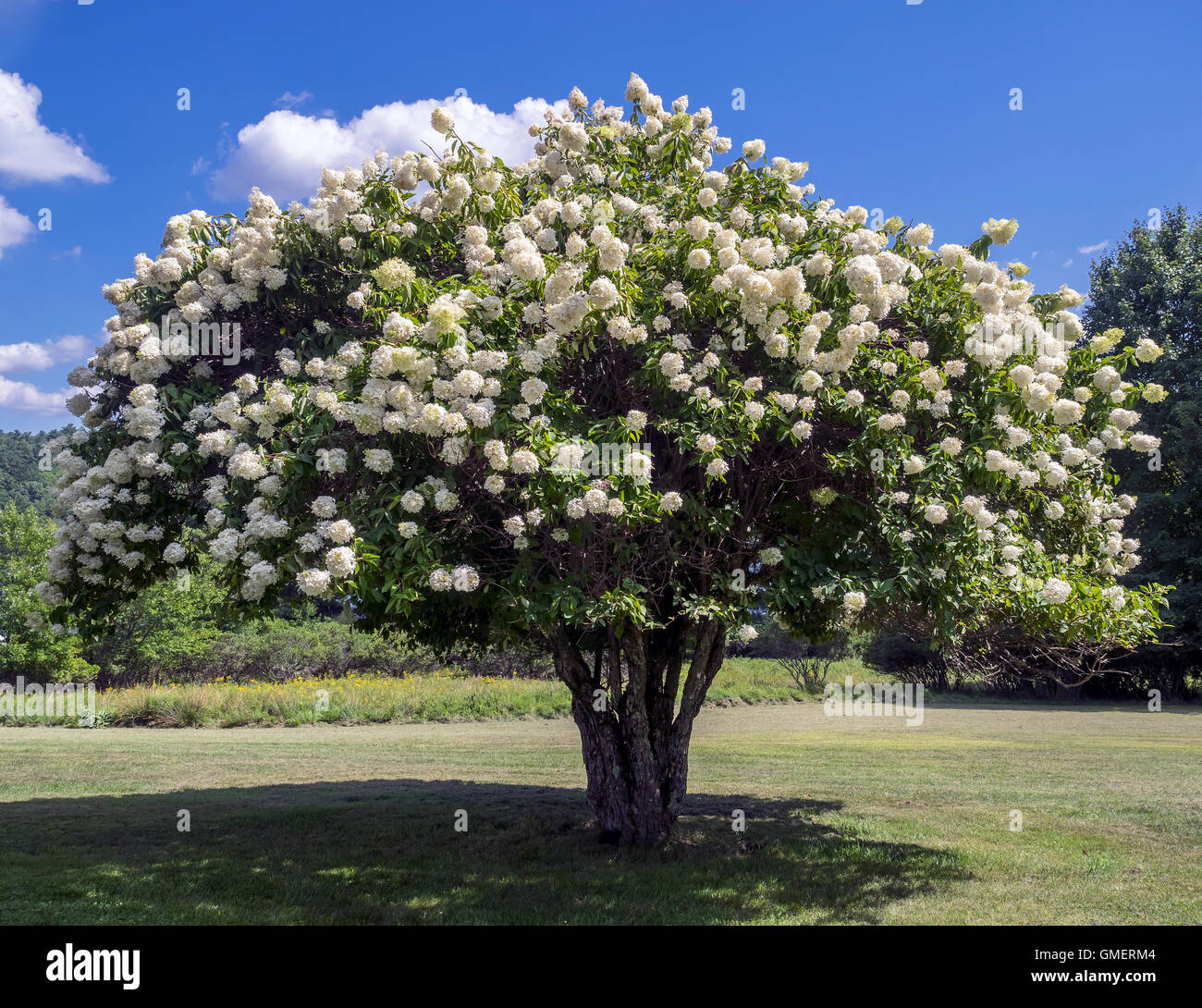Blooming Pee Gee hydrangea (Hydrangea paniculata 'Grandiflora’) on the