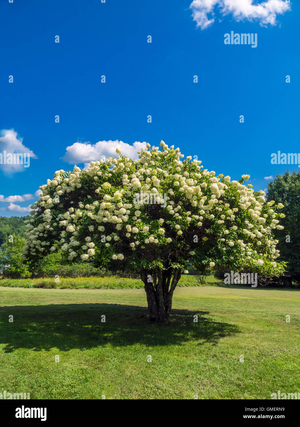 Blooming Pee Gee hydrangea (Hydrangea paniculata 'Grandiflora’) on the