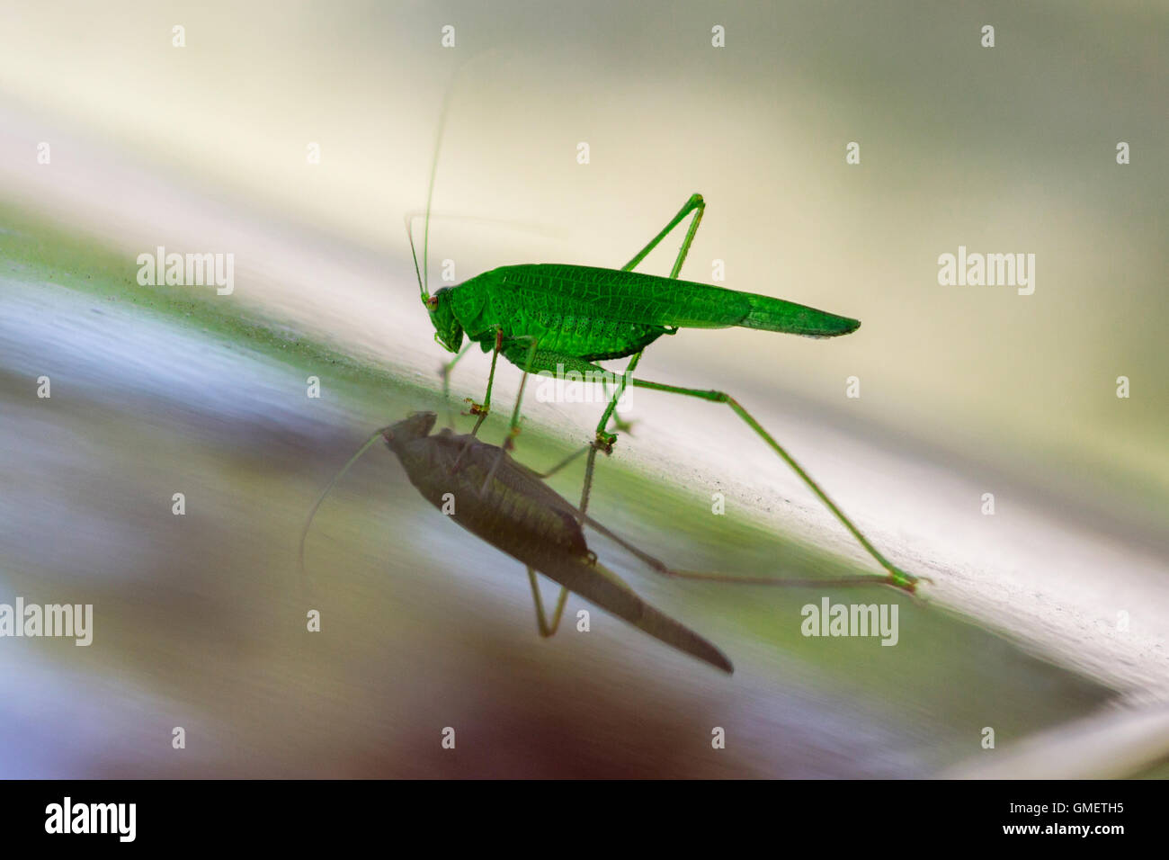 Green grasshopper reflects in glossy surface Stock Photo