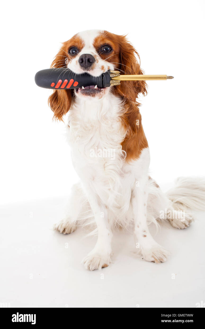 Dog with screw driver. Dog hold carry screw driver to help. Cavalier