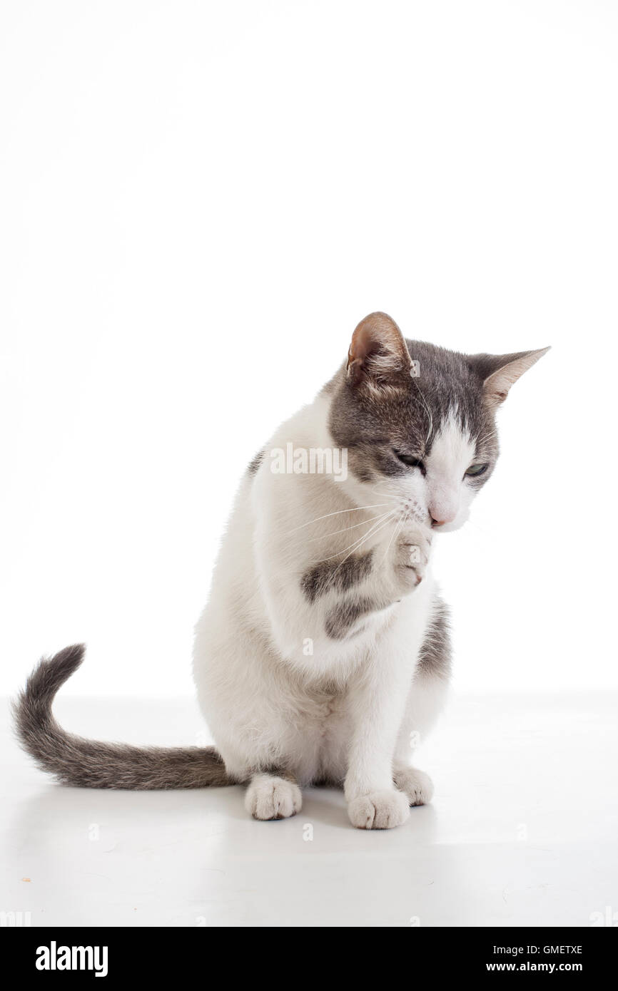 Cat lick paw hires stock photography and images Alamy