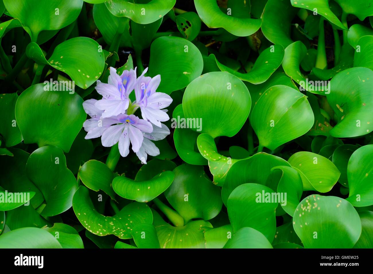 Purple water Lily (Nymphaeaceae) in full bloom Stock Photo