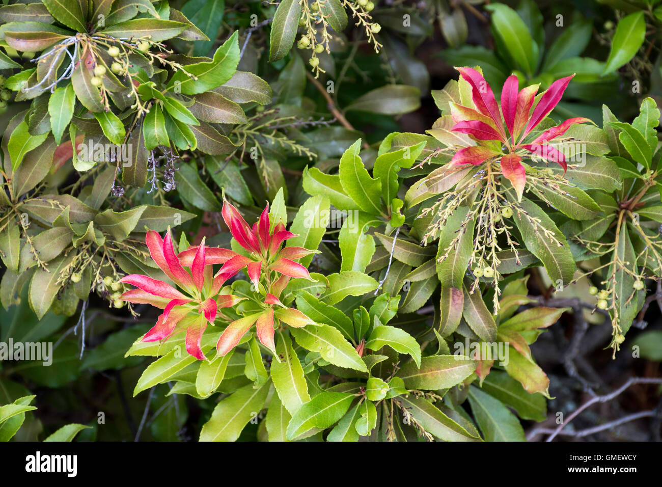 Evergreen Pieris branch showing new red growth against green leaves. Stock Photo