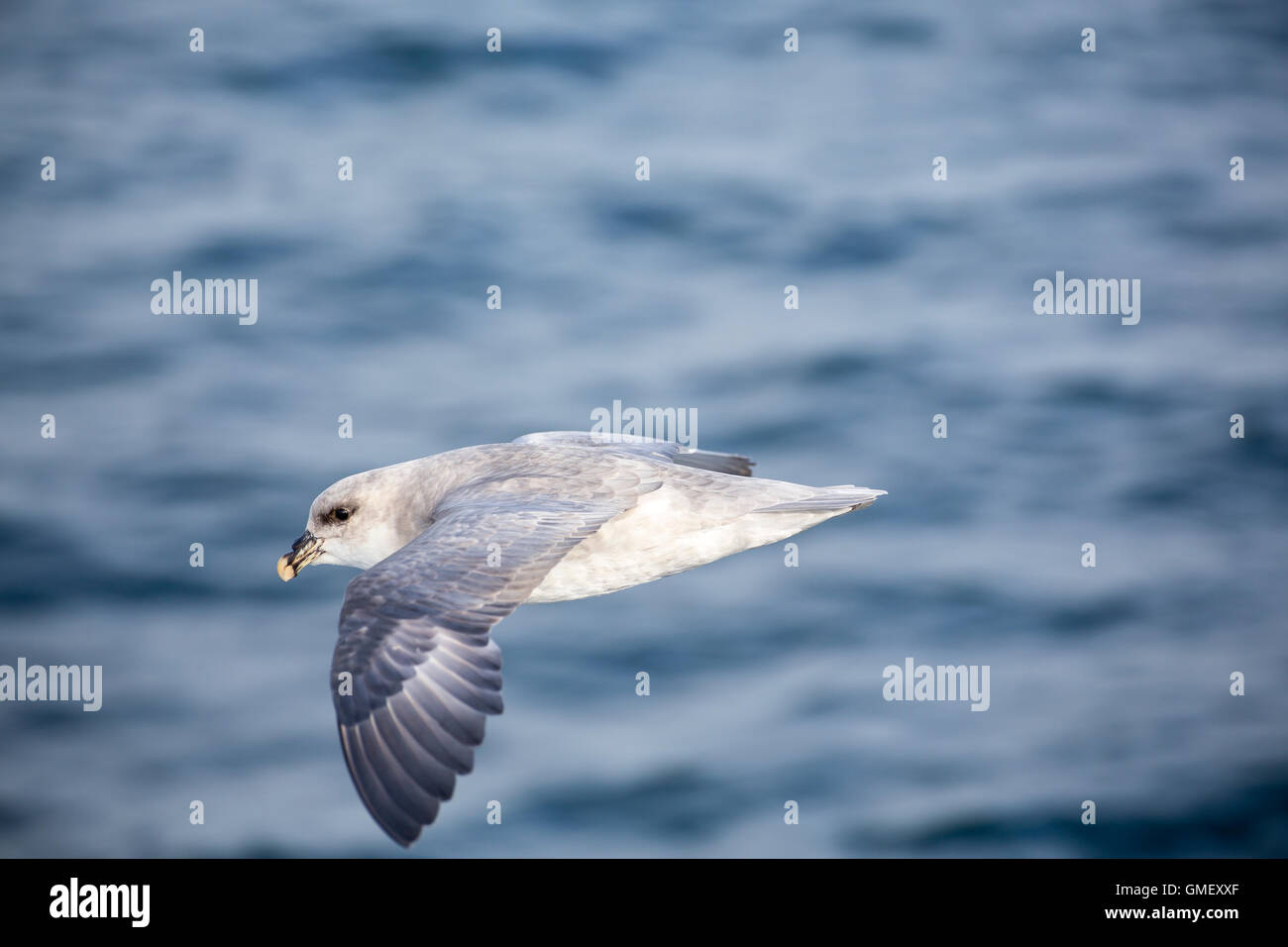 An Arctic Fulmar flies along a ship in Svalbard looking for food in the wake of the ship Stock Photo