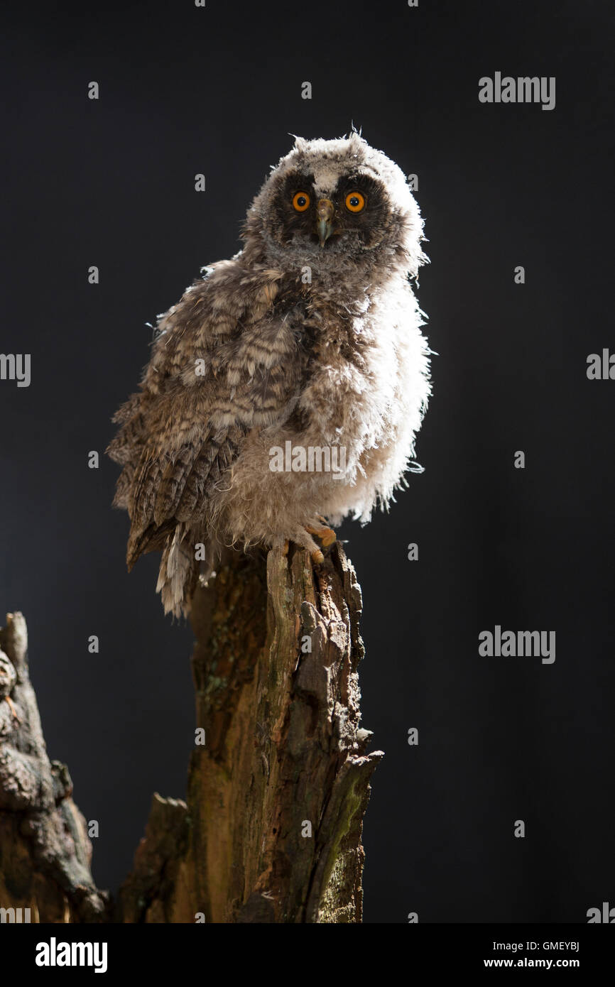 Waldohreule, Ästling, Küken, Jungtier, Jungeule, Waldohr-Eule, Asio otus, long-eared owl, brancher, branchling, fledgling, poult Stock Photo