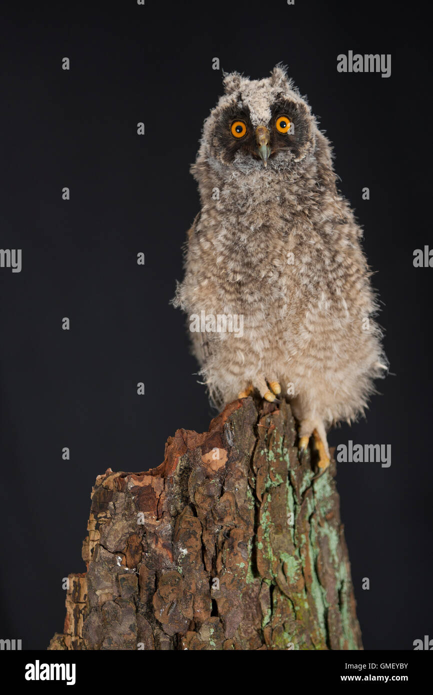 Waldohreule, Ästling, Küken, Jungtier, Jungeule, Waldohr-Eule, Asio otus, long-eared owl, brancher, branchling, fledgling, poult Stock Photo