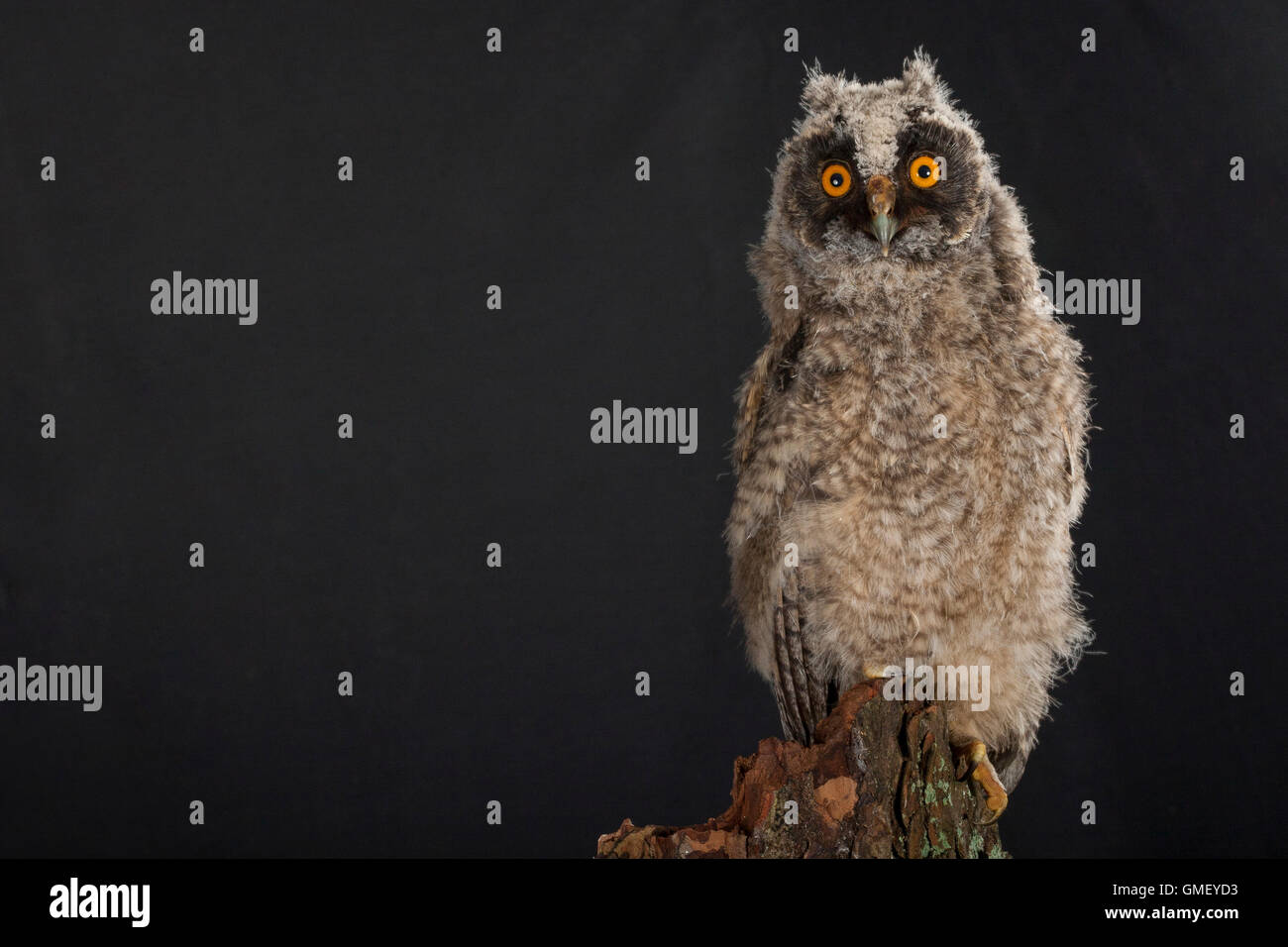 Waldohreule, Ästling, Küken, Jungtier, Jungeule, Waldohr-Eule, Asio otus, long-eared owl, brancher, branchling, fledgling, poult Stock Photo