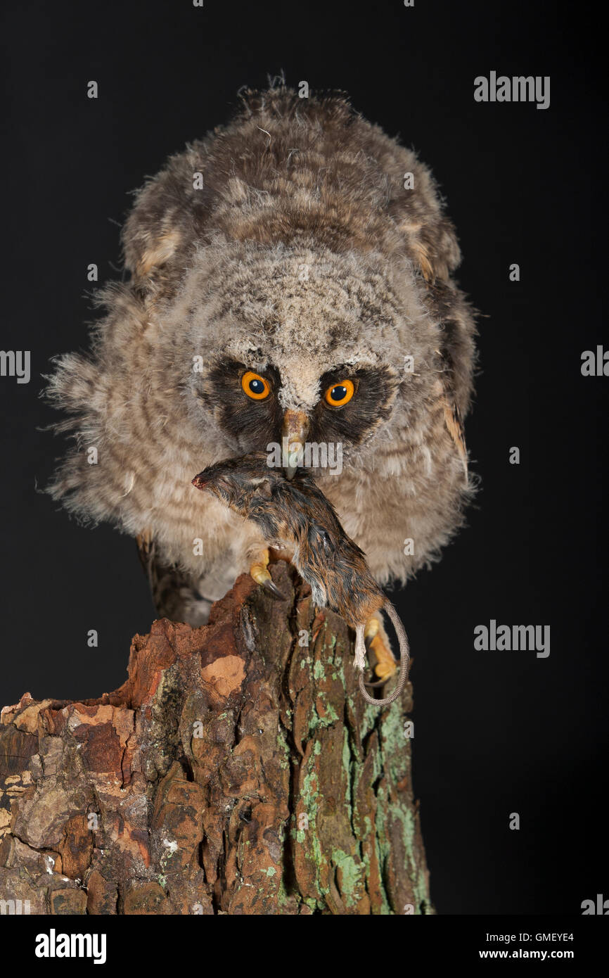 Waldohreule, Ästling frisst eine Maus, Beute, Küken, Jungtier, Jungeule, Waldohr-Eule, Asio otus, long-eared owl, brancher, bran Stock Photo