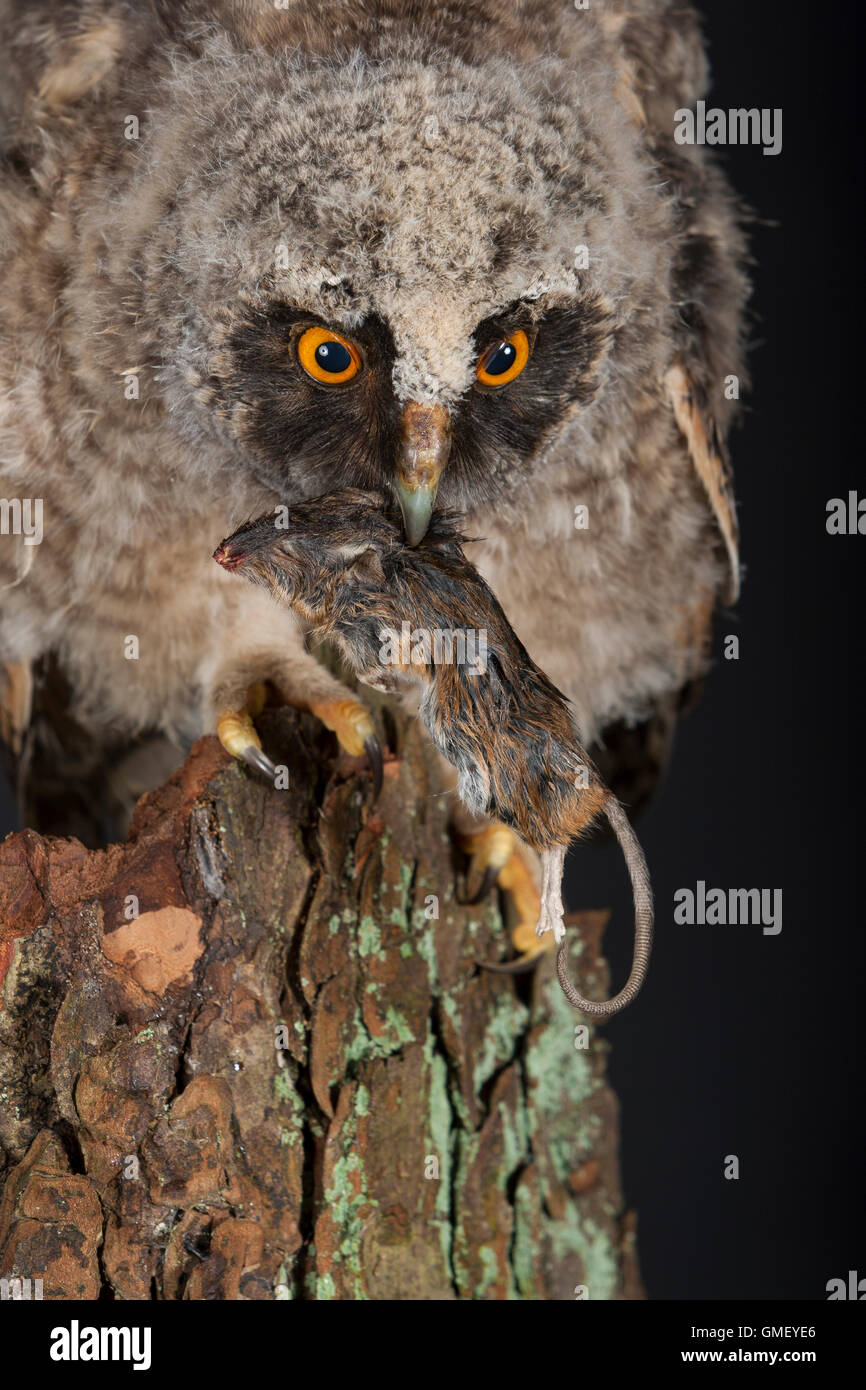 Waldohreule, Ästling frisst eine Maus, Beute, Küken, Jungtier, Jungeule, Waldohr-Eule, Asio otus, long-eared owl, brancher, bran Stock Photo