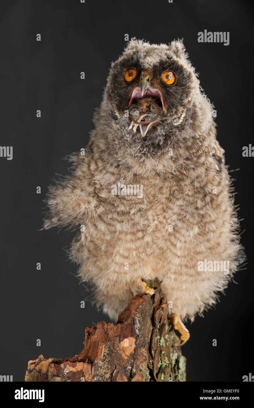 Waldohreule, Ästling frisst eine Maus, Beute, Küken, Jungtier, Jungeule, Waldohr-Eule, Asio otus, long-eared owl, brancher, bran Stock Photo