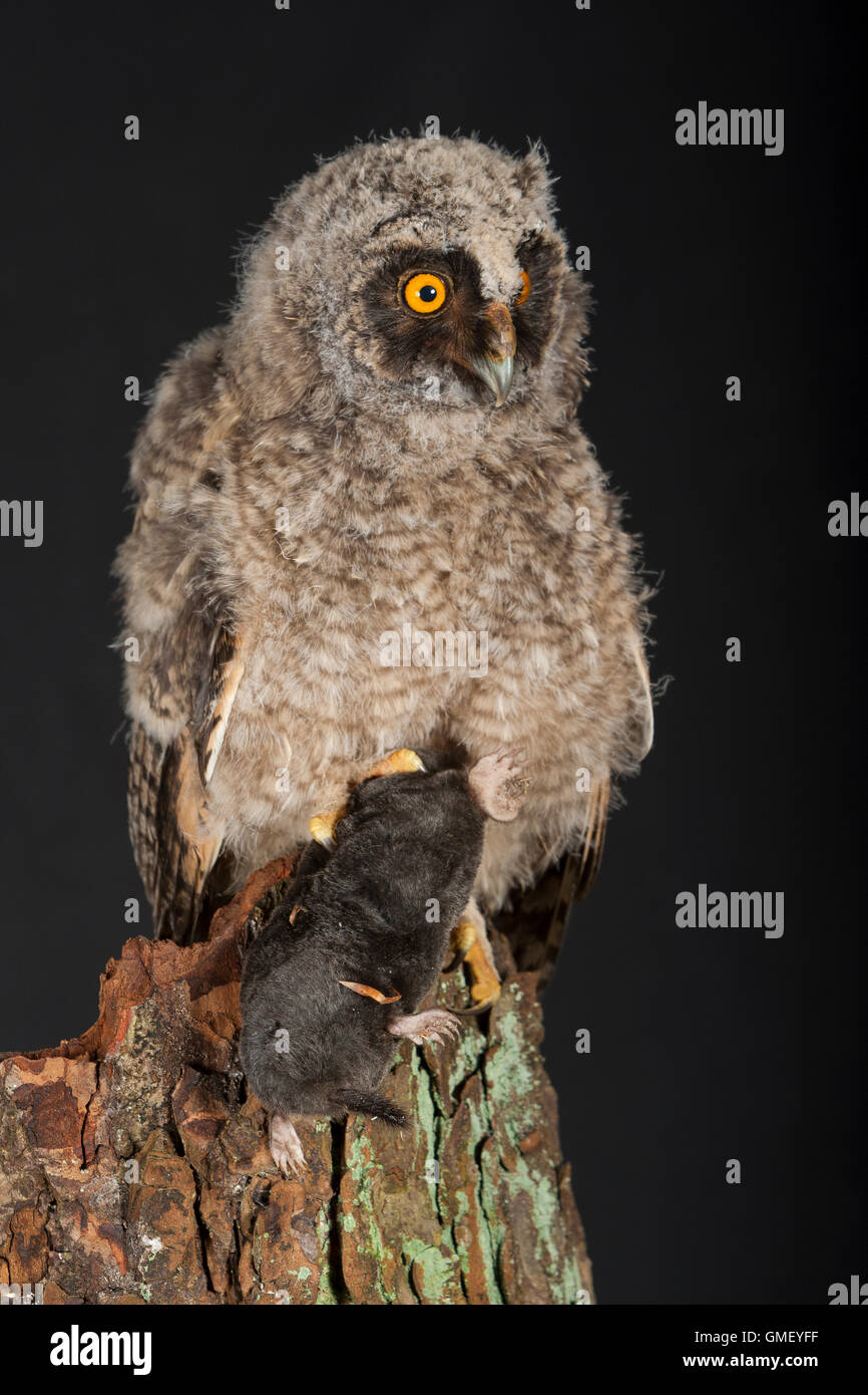 Waldohreule, Ästling frisst einen Maulwurf, Beute, Küken, Jungtier, Jungeule, Waldohr-Eule, Asio otus, long-eared owl, brancher, Stock Photo