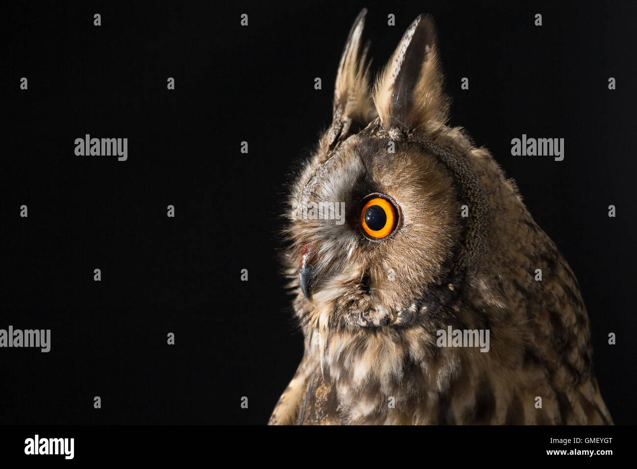 Waldohreule, Waldohr-Eule, Asio otus, long-eared owl, Le Hibou moyen-duc Stock Photo