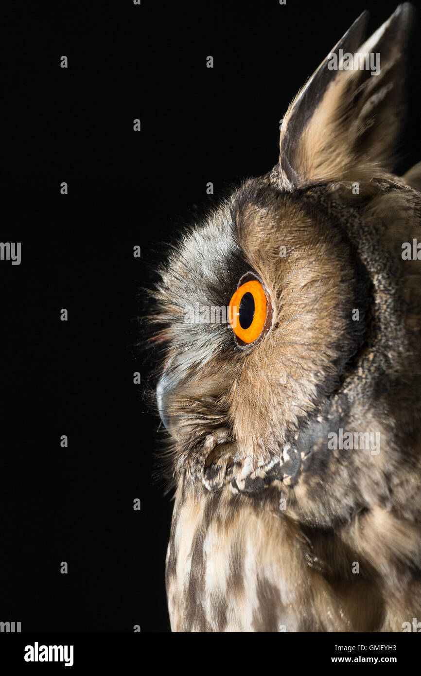 Waldohreule, Waldohr-Eule, Asio otus, long-eared owl, Le Hibou moyen-duc Stock Photo