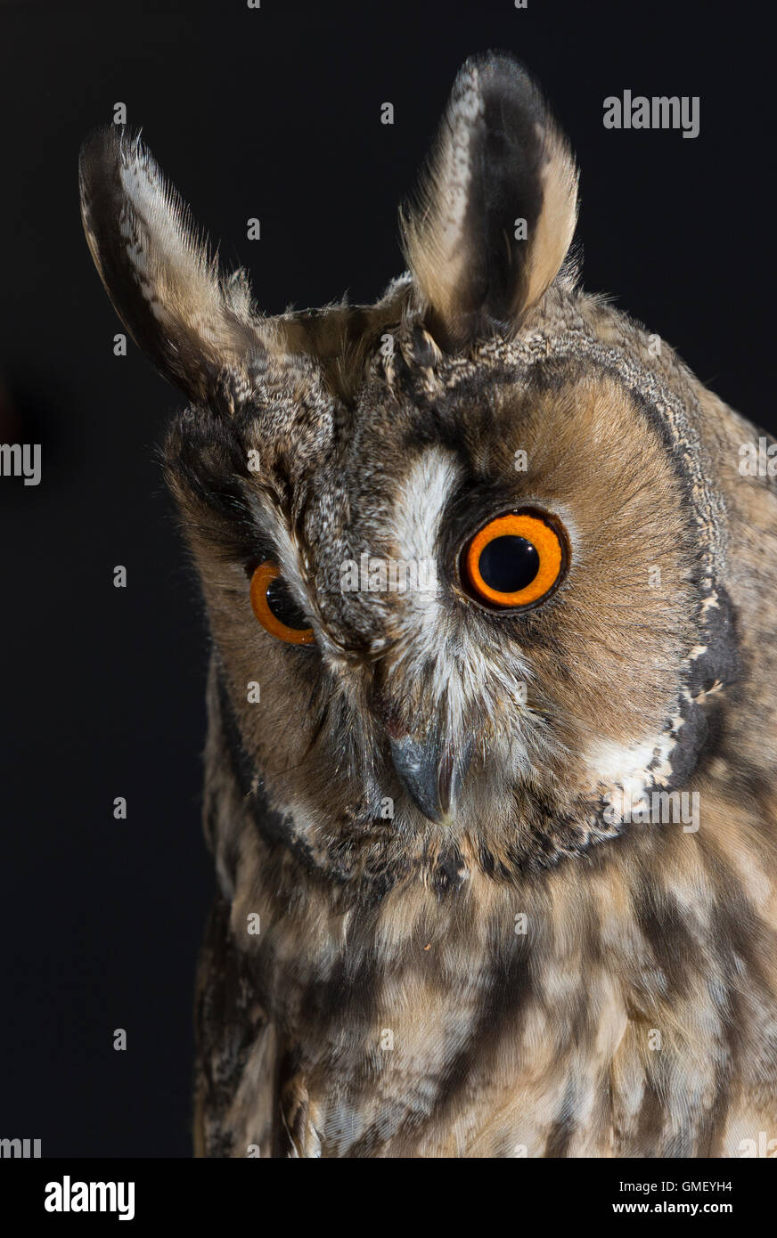 Waldohreule, Waldohr-Eule, Asio otus, long-eared owl, Le Hibou moyen-duc Stock Photo