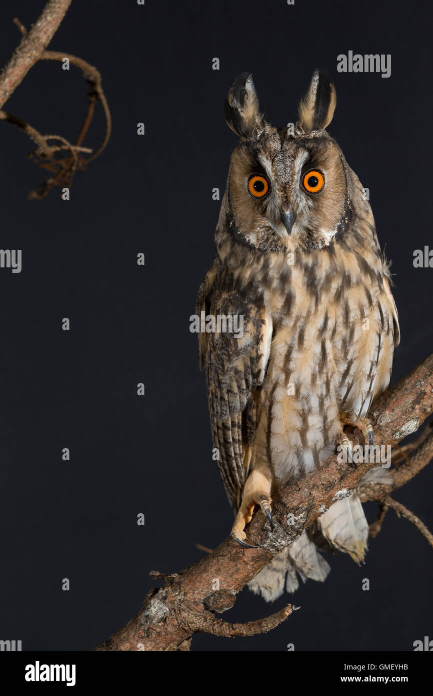 Waldohreule, Waldohr-Eule, Asio otus, long-eared owl, Le Hibou moyen-duc Stock Photo